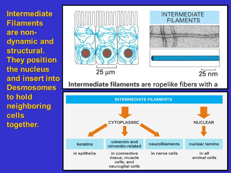 Intermediate Filaments are non- dynamic and  structural. They position the nucleus and insert